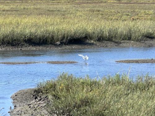 Snowy egret sighting!